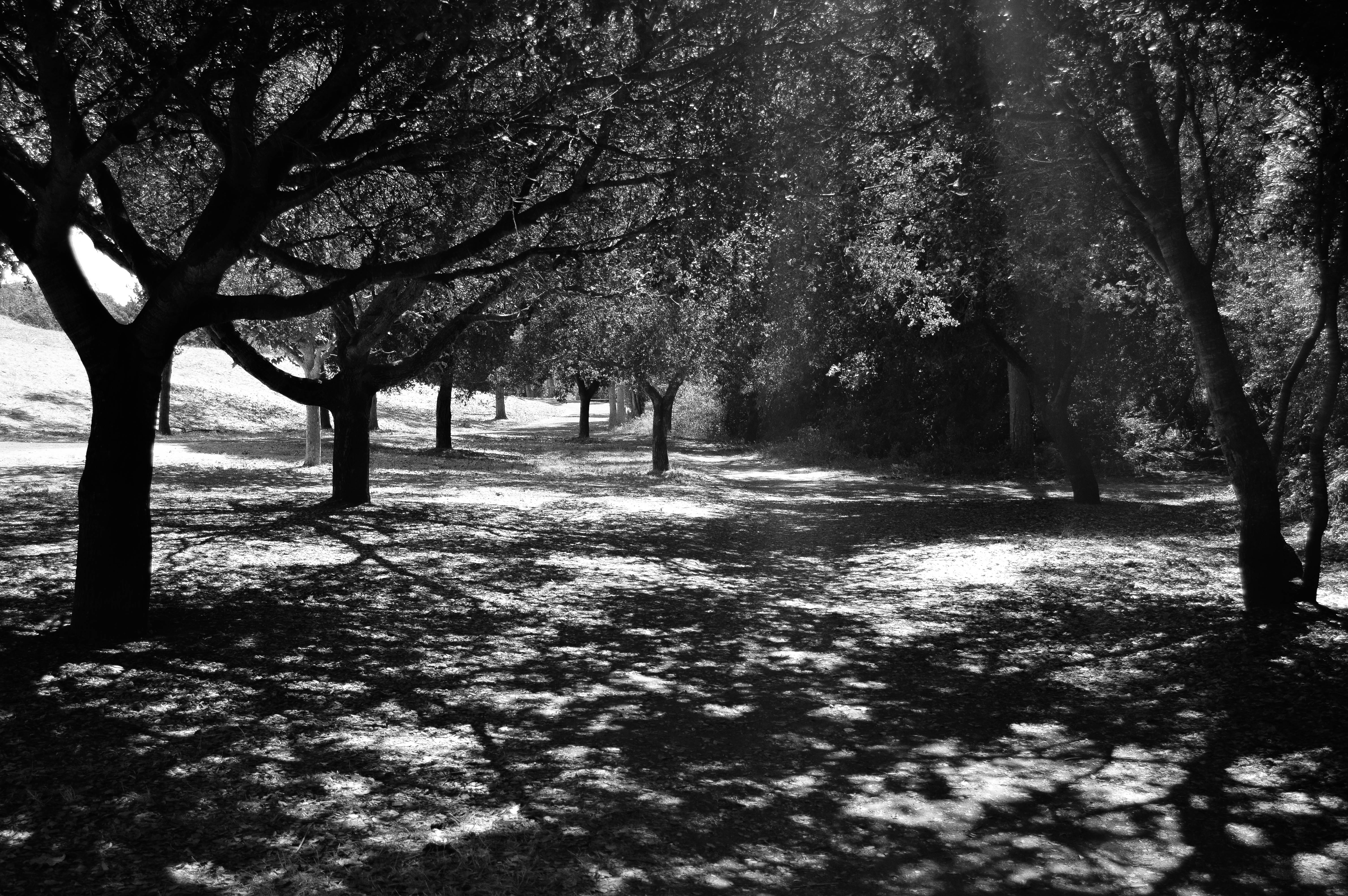 shadows and trees in Garin National Park